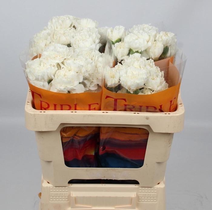 <h4>DI ST ANTARCTICA</h4>