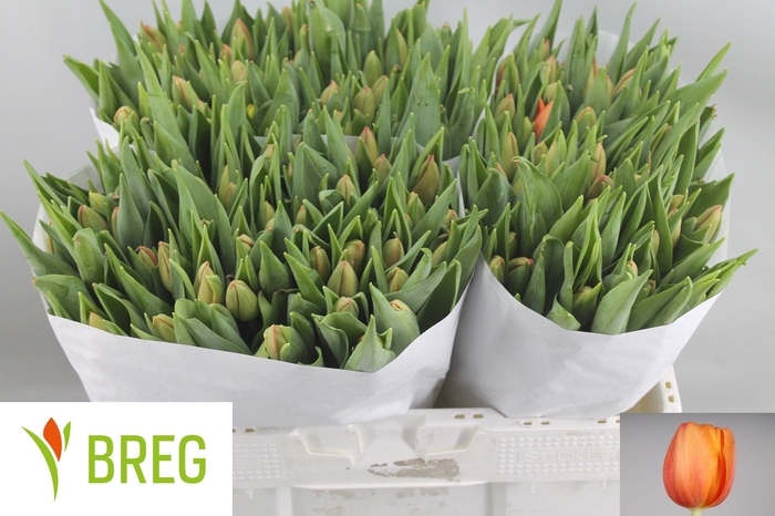 <h4>TU EN DELTA STORM</h4>