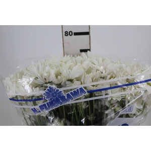 CRISANTEMO WHITE REAGAN 080 CM