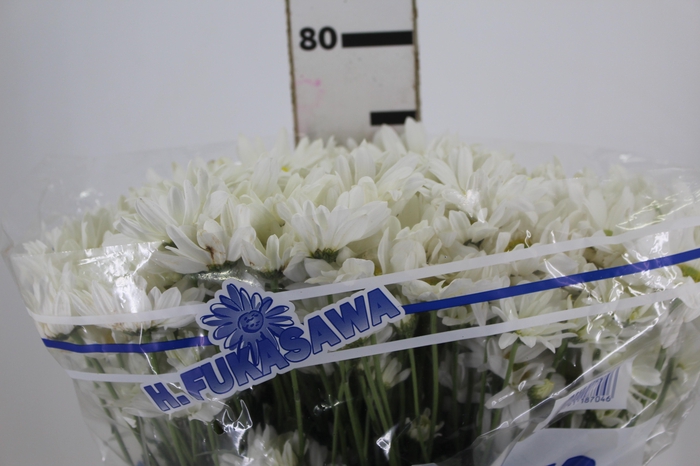<h4>CRISANTEMO WHITE REAGAN 080 CM</h4>