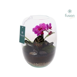 Green Bottle Isabella Large met Phalaenopsis arrangement