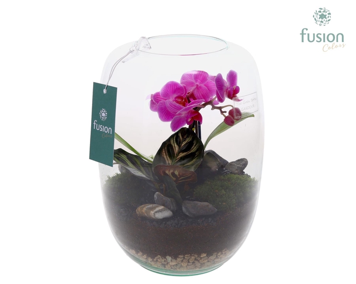 <h4>Green Bottle Isabella Large met Phalaenopsis arrangement</h4>