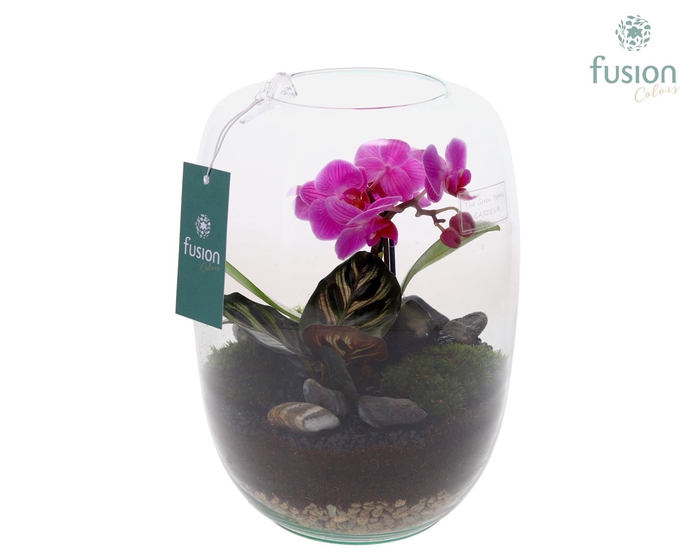 <h4>Green Bottle Isabella Large met Phalaenopsis arrangement</h4>