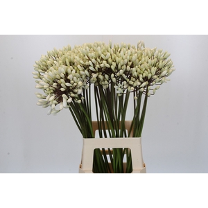 Agapanthus Barcelona