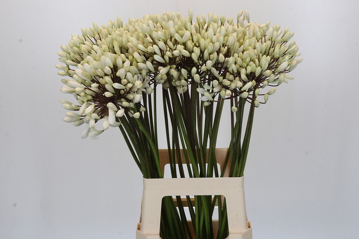 Agapanthus Barcelona