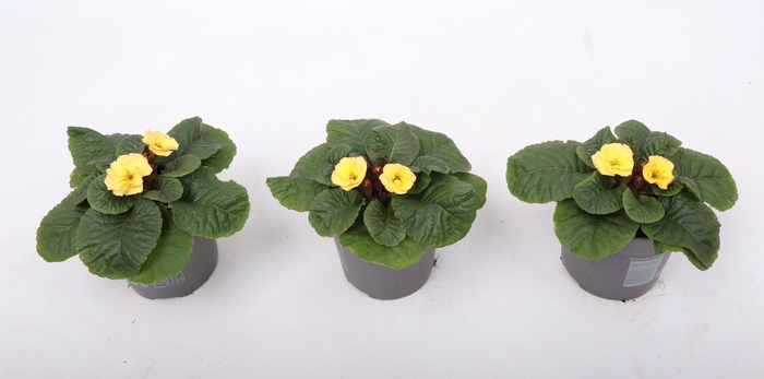 <h4>Primula Ac Obsidan Peach</h4>