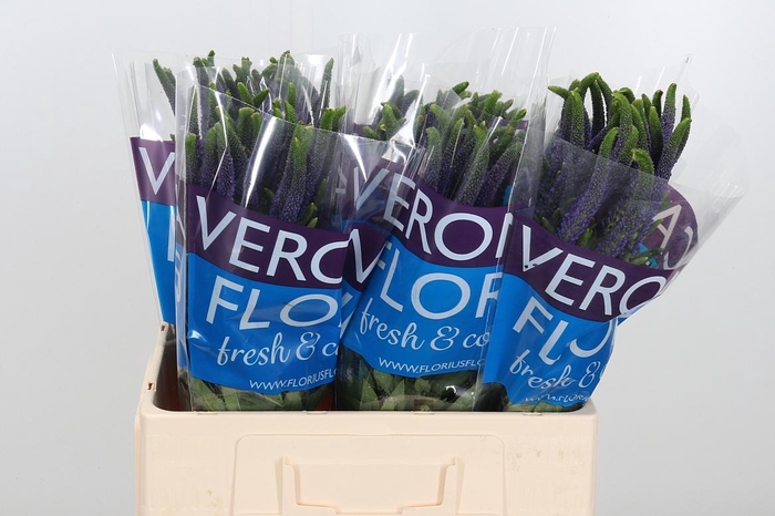 <h4>Veron Smart Navy</h4>