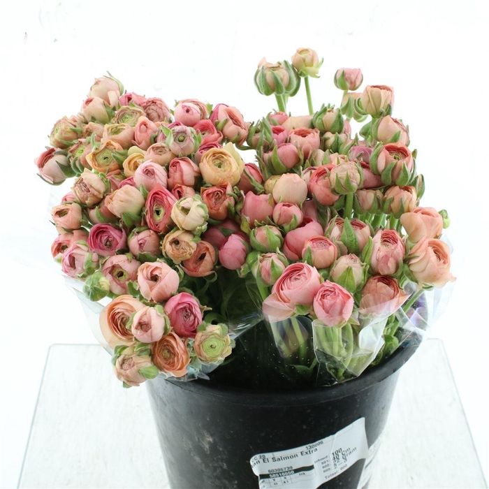 <h4>Ran El Salmon Extra</h4>