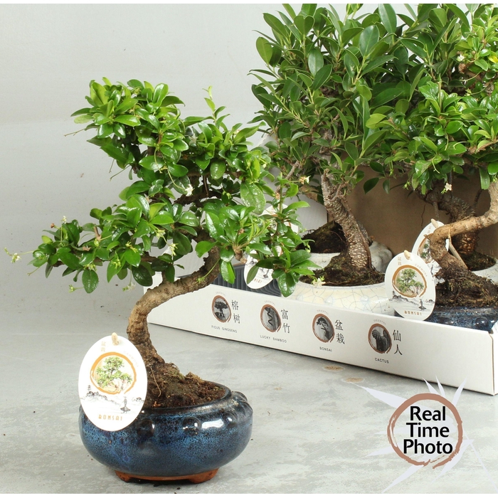 <h4>BONSAI GEM</h4>
