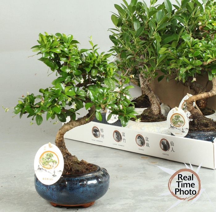 BONSAI GEM