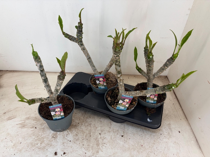 <h4>PLUMERIA HAW GEM</h4>