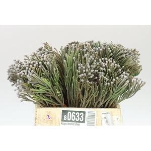 Kaaps Brunia Silver