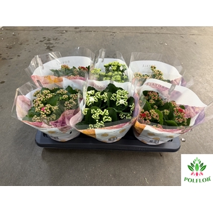 Kalanchoe ROYALE Mix 15Ø 27cm