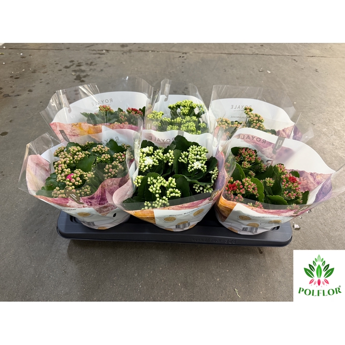 <h4>Kalanchoe ROYALE Mix 15Ø 27cm</h4>