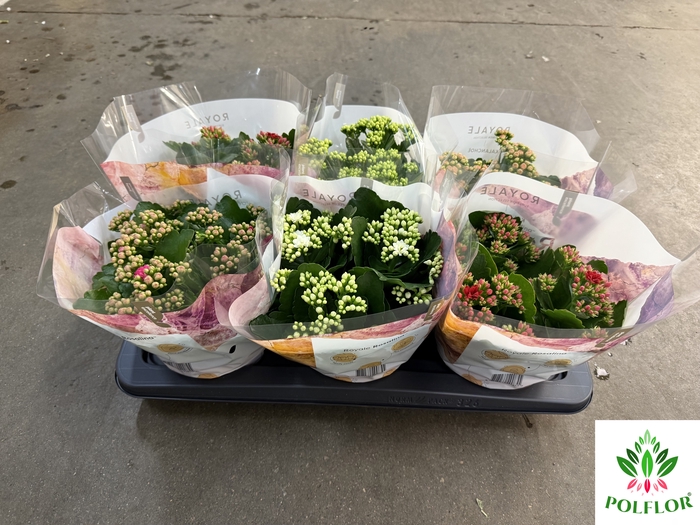 Kalanchoe ROYALE Mix 15Ø 27cm