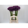 Allium  'Jackpot'