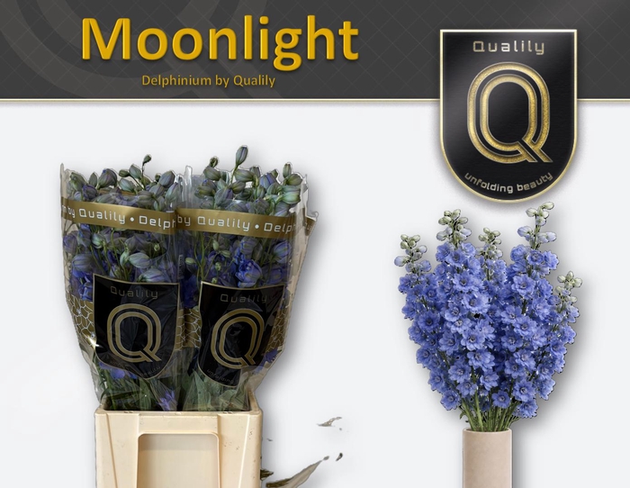 <h4>DELPH DU MOONLIGHT 60CM X40</h4>