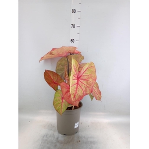 Caladium   ...