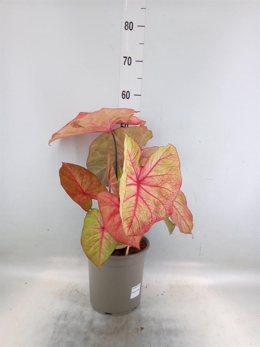 <h4>Caladium   ...</h4>