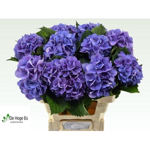 HYDR M ROYAL LOVE B