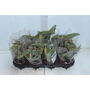 BEGONIA MACULATA SILVER SPOT C13
