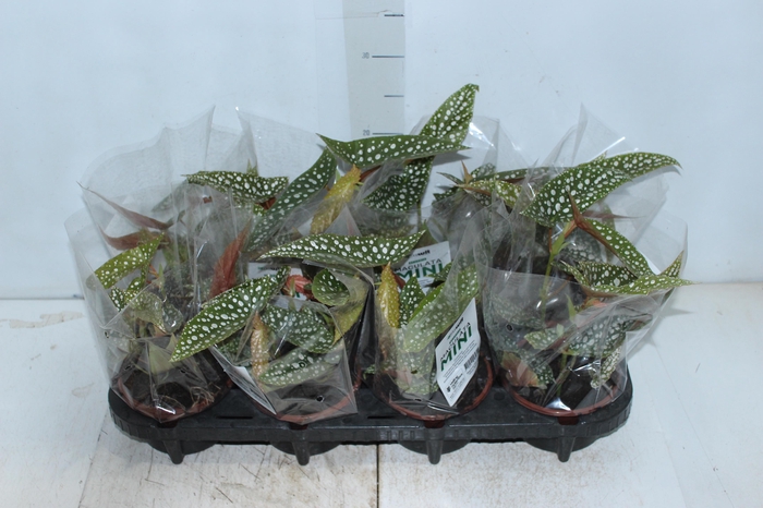<h4>BEGONIA MACULATA SILVER SPOT C13</h4>