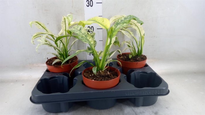 <h4>Epipremnum ...</h4>