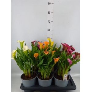 Zantedeschia ...mix
