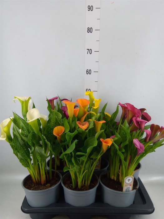 <h4>Zantedeschia ...mix</h4>