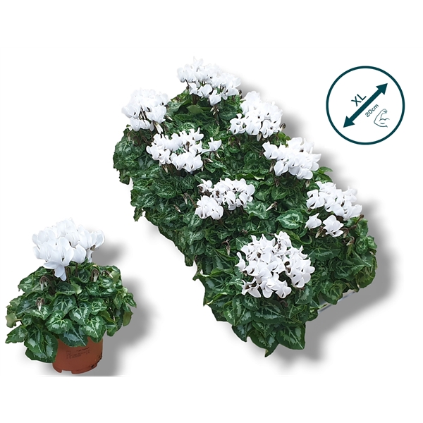 <h4>Cyclaam-WIT</h4>