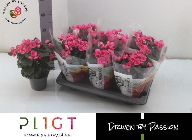 <h4>BEG HL ADONIA PINK</h4>