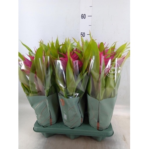 Guzmania  'Deseo Pink'