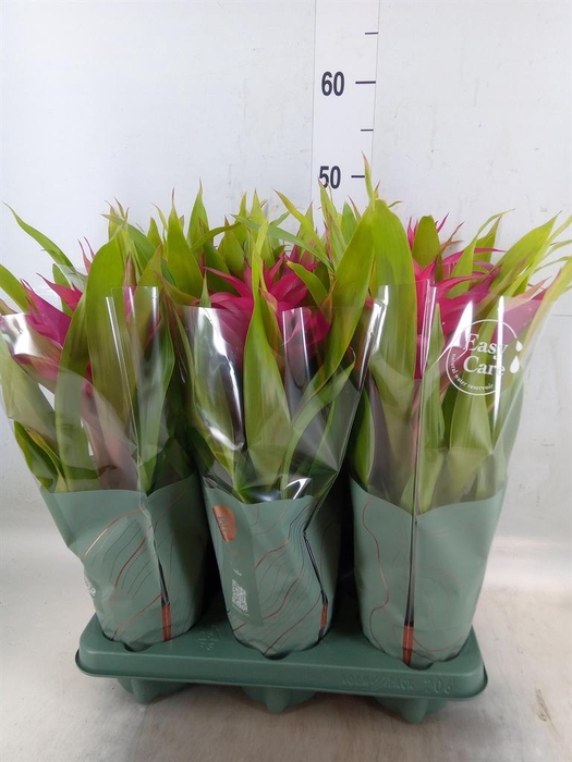 <h4>Guzmania  'Deseo Pink'</h4>