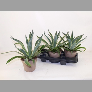 AGAV QUADRICOLOR