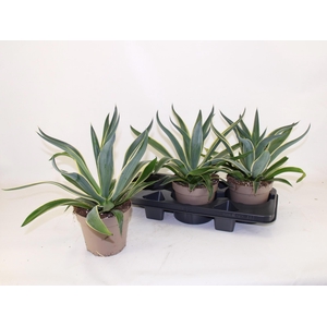 AGAV QUADRICOLOR
