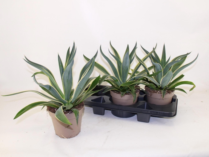 <h4>AGAV QUADRICOLOR</h4>