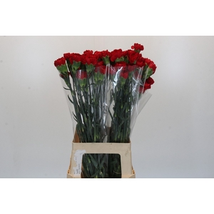 Dianthus St Don Pedro