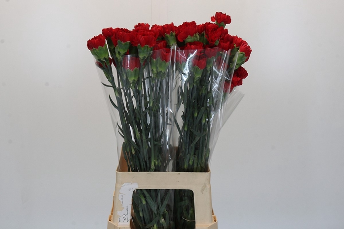 <h4>Dianthus St Don Pedro</h4>