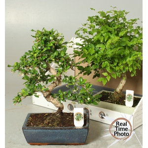 BONSAI GEM