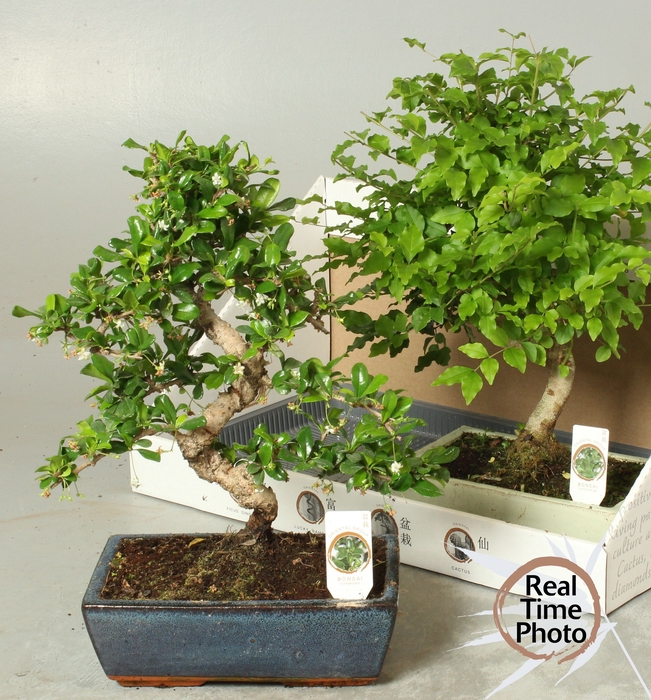 <h4>BONSAI GEM</h4>