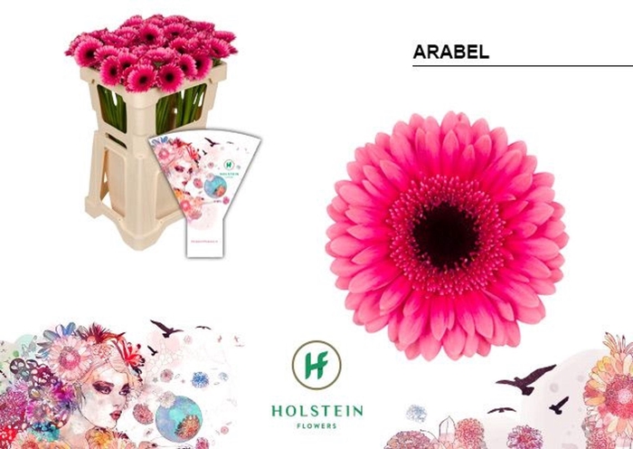 <h4>Gerbera MI 'Arabel'</h4>