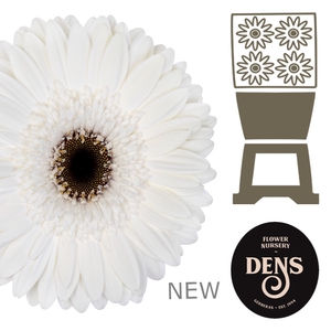 Gerbera Owen Diamond