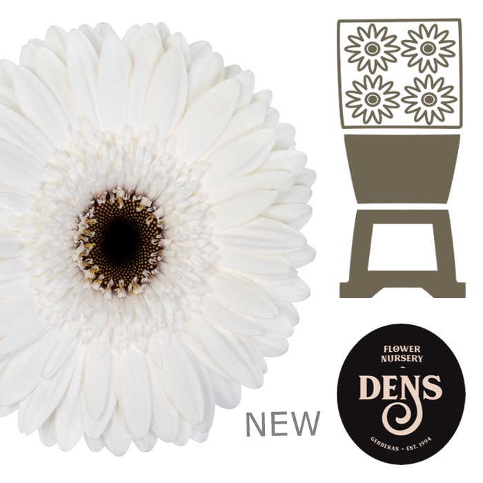 <h4>Gerbera Owen Diamond</h4>