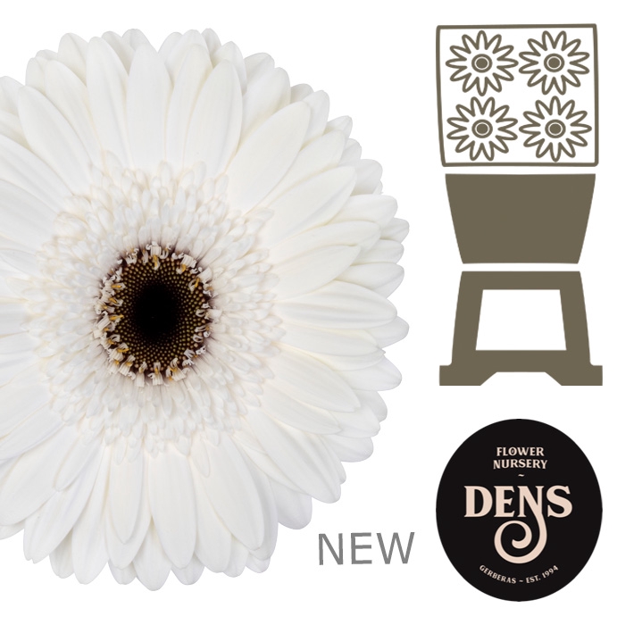 <h4>Gerbera Owen Diamond</h4>