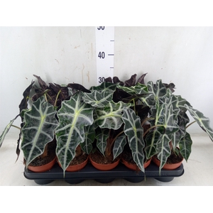 Alocasia amazonica 'Polly'