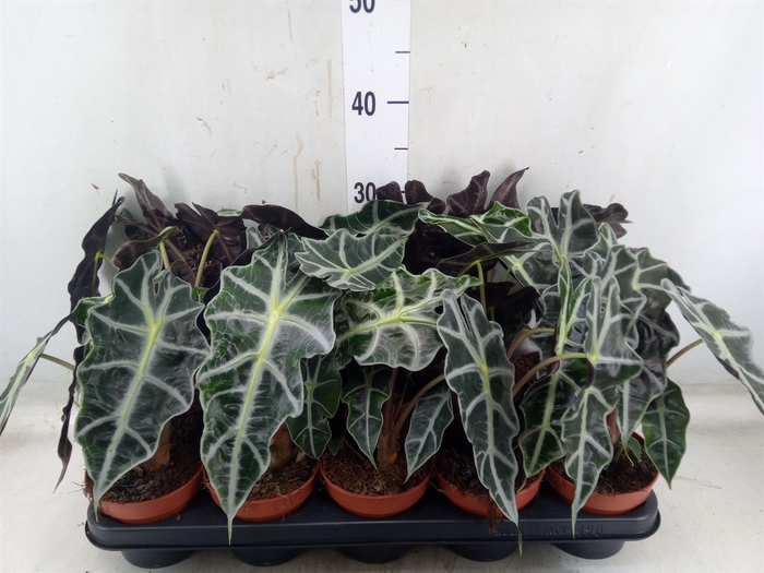 <h4>Alocasia amazonica 'Polly'</h4>
