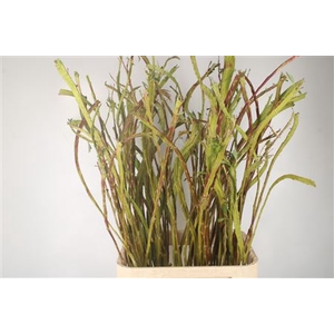 Salix Sekka Bandwilg