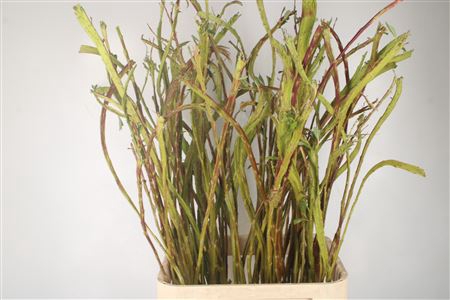 <h4>Salix Sekka Bandwilg</h4>