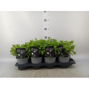 Mentha piperita