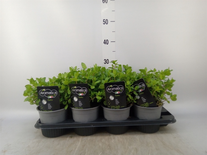 <h4>Mentha piperita</h4>
